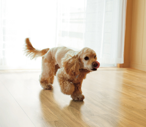 Pet Friendly Flooring